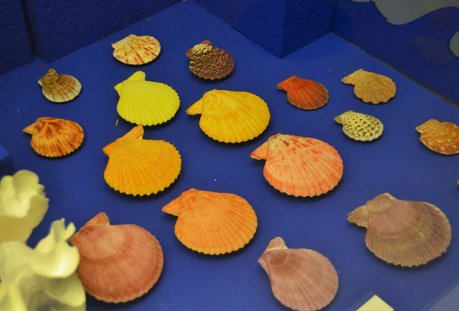 Museo Paleontológico de Elche