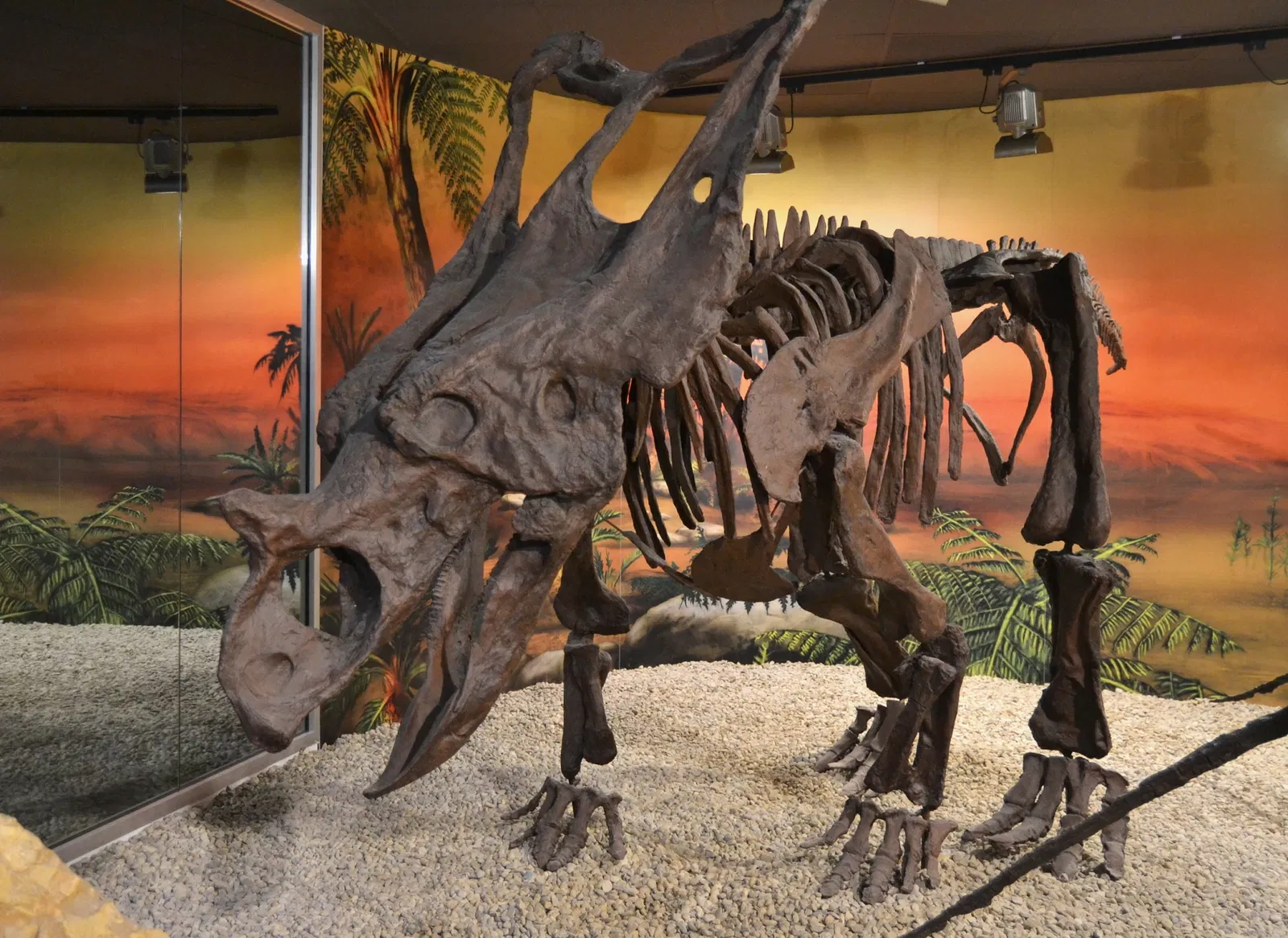 Museo Paleontológico de Elche