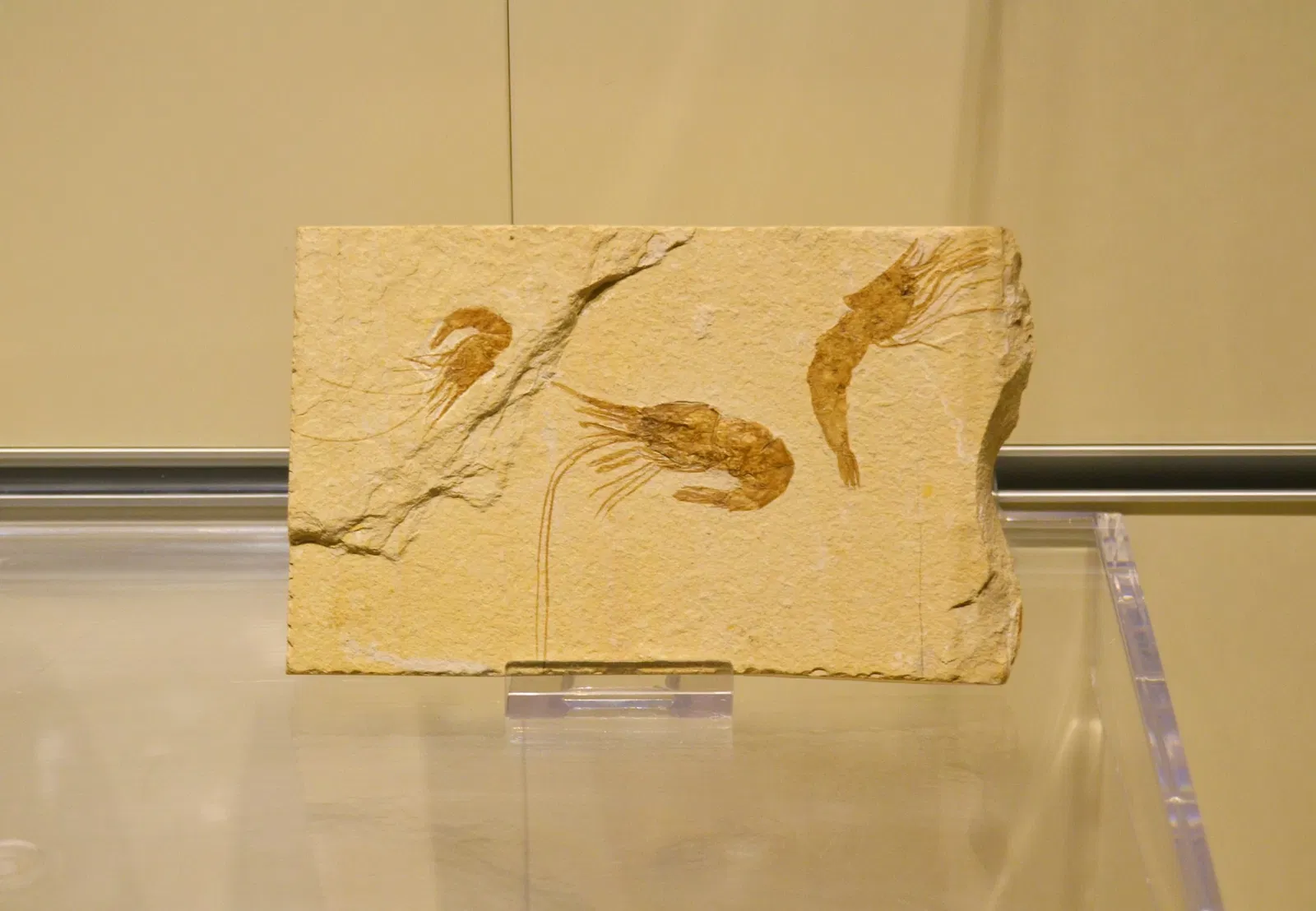 Museo Paleontológico de Elche