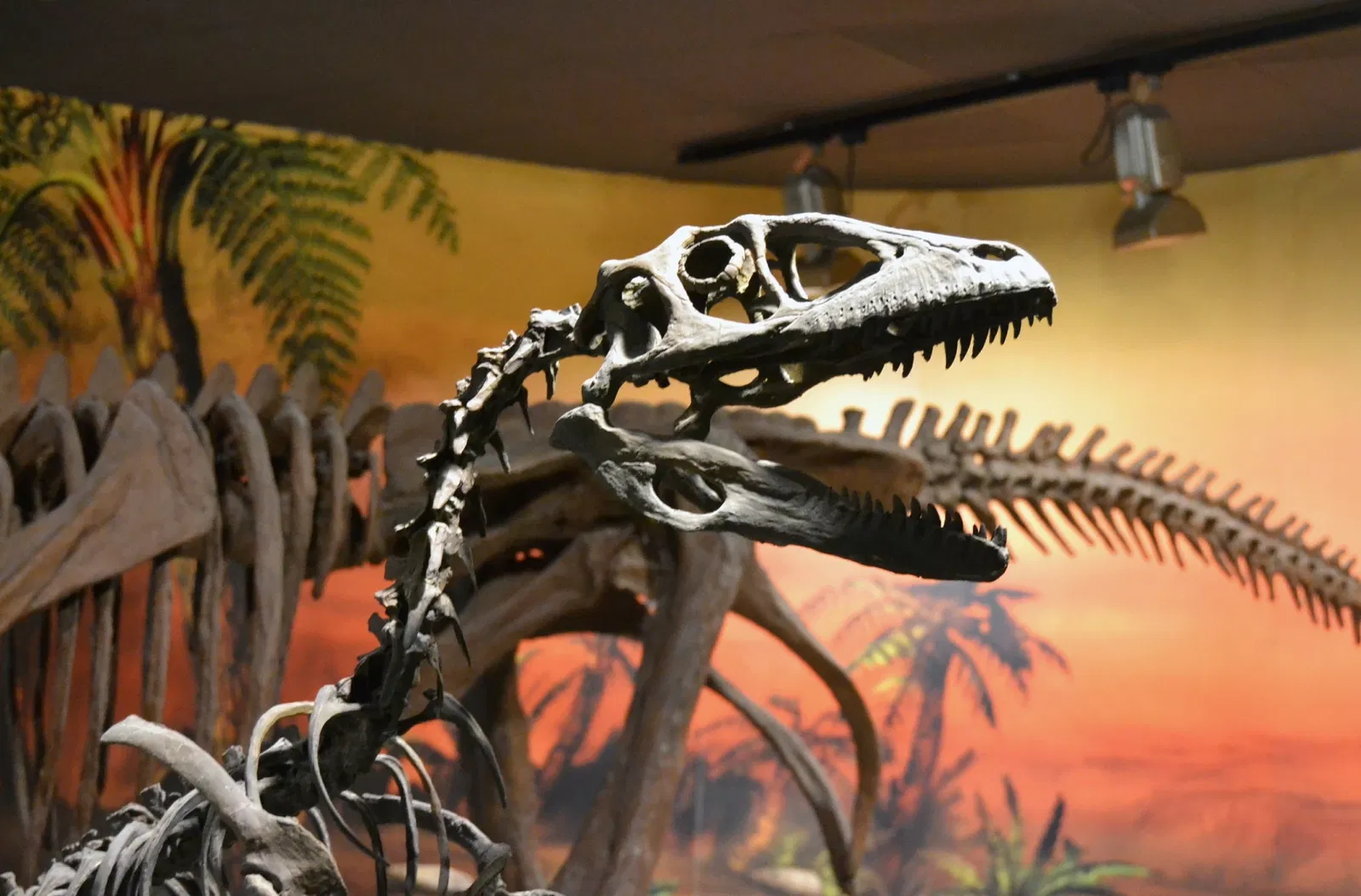 Museo Paleontológico de Elche