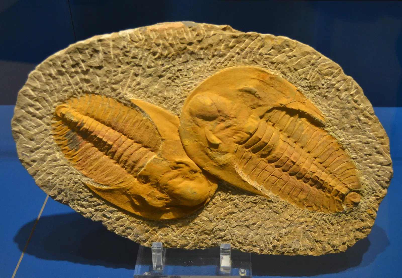 Museo Paleontológico de Elche