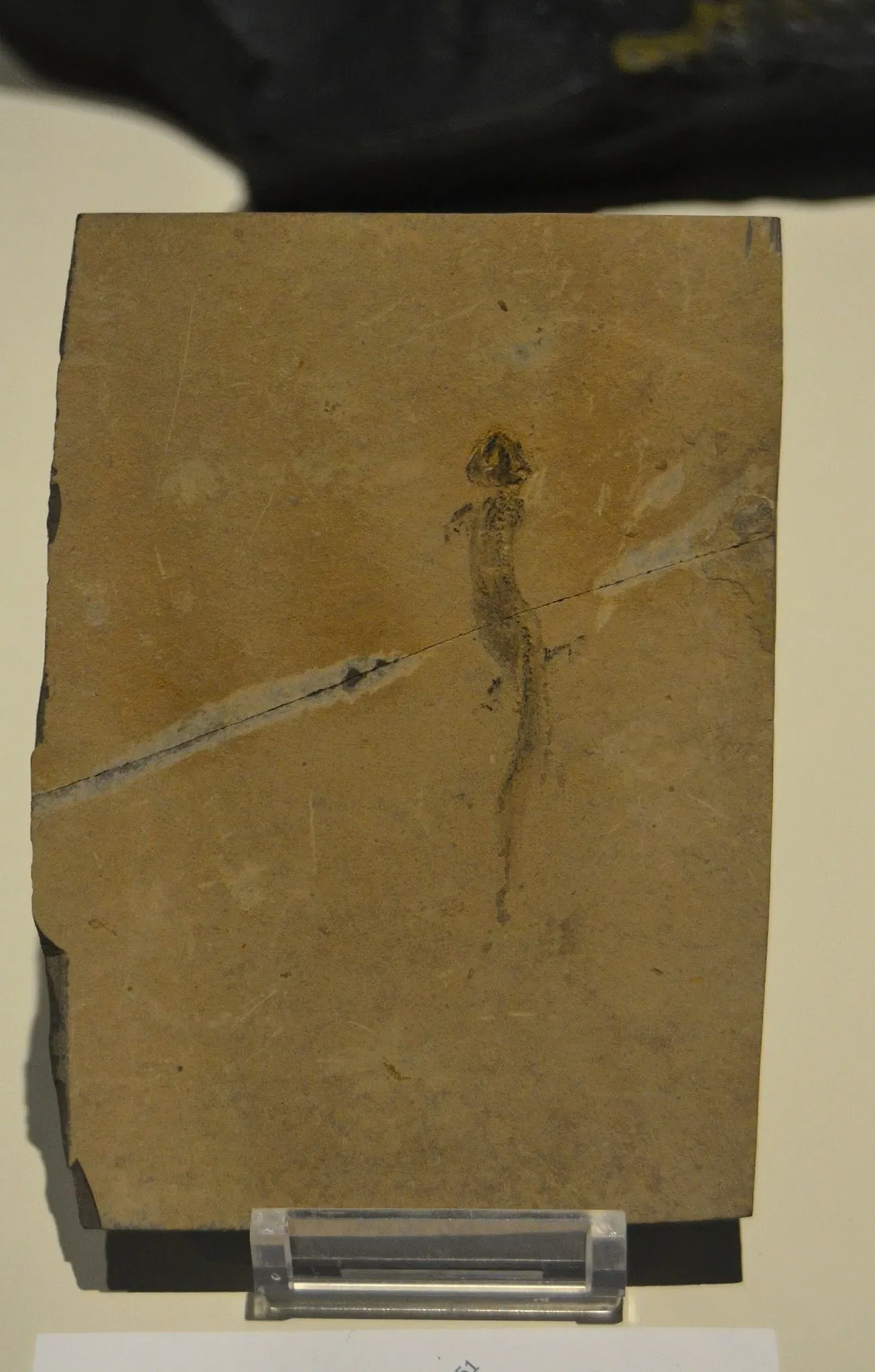 Museo Paleontológico de Elche