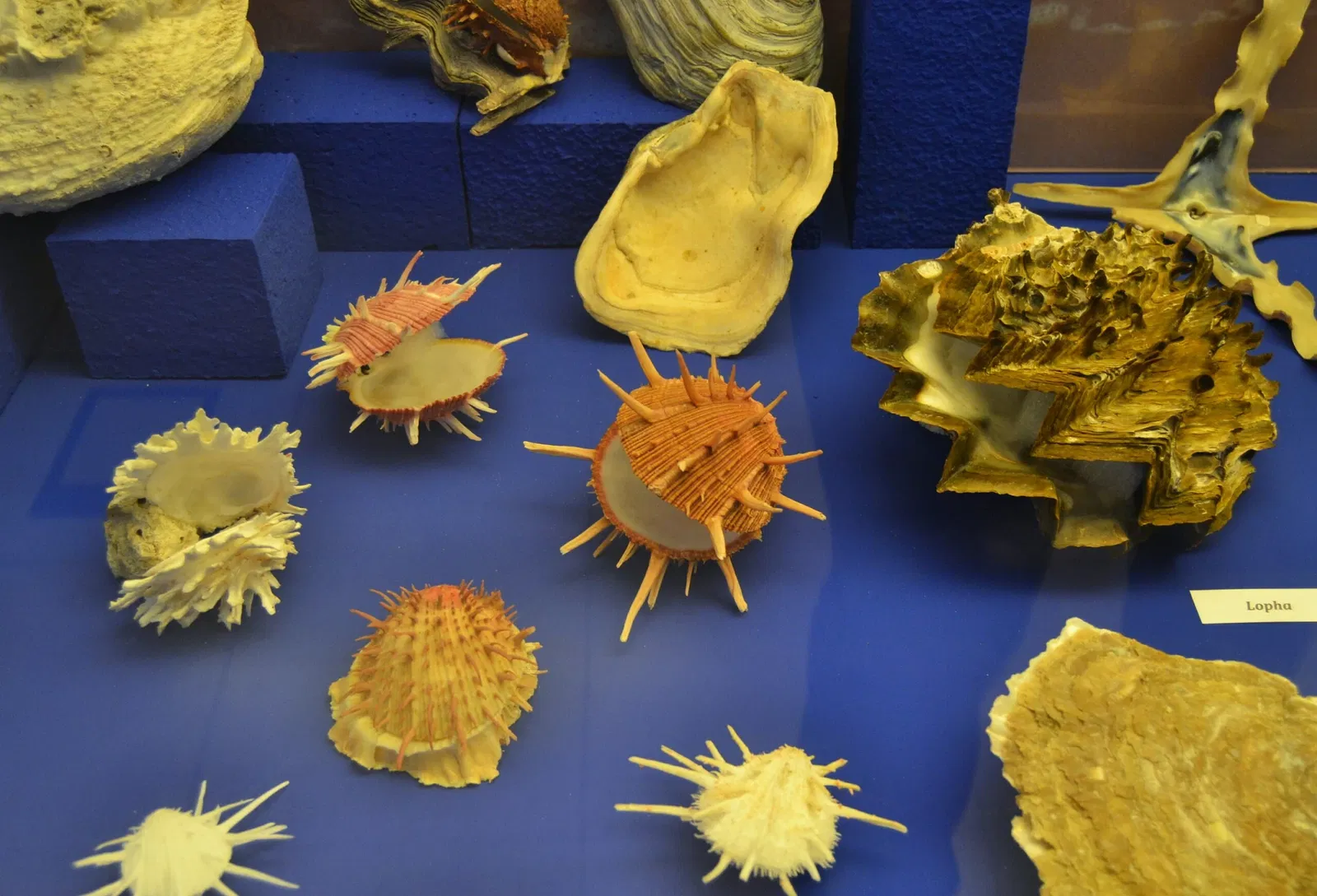 Museo Paleontológico de Elche