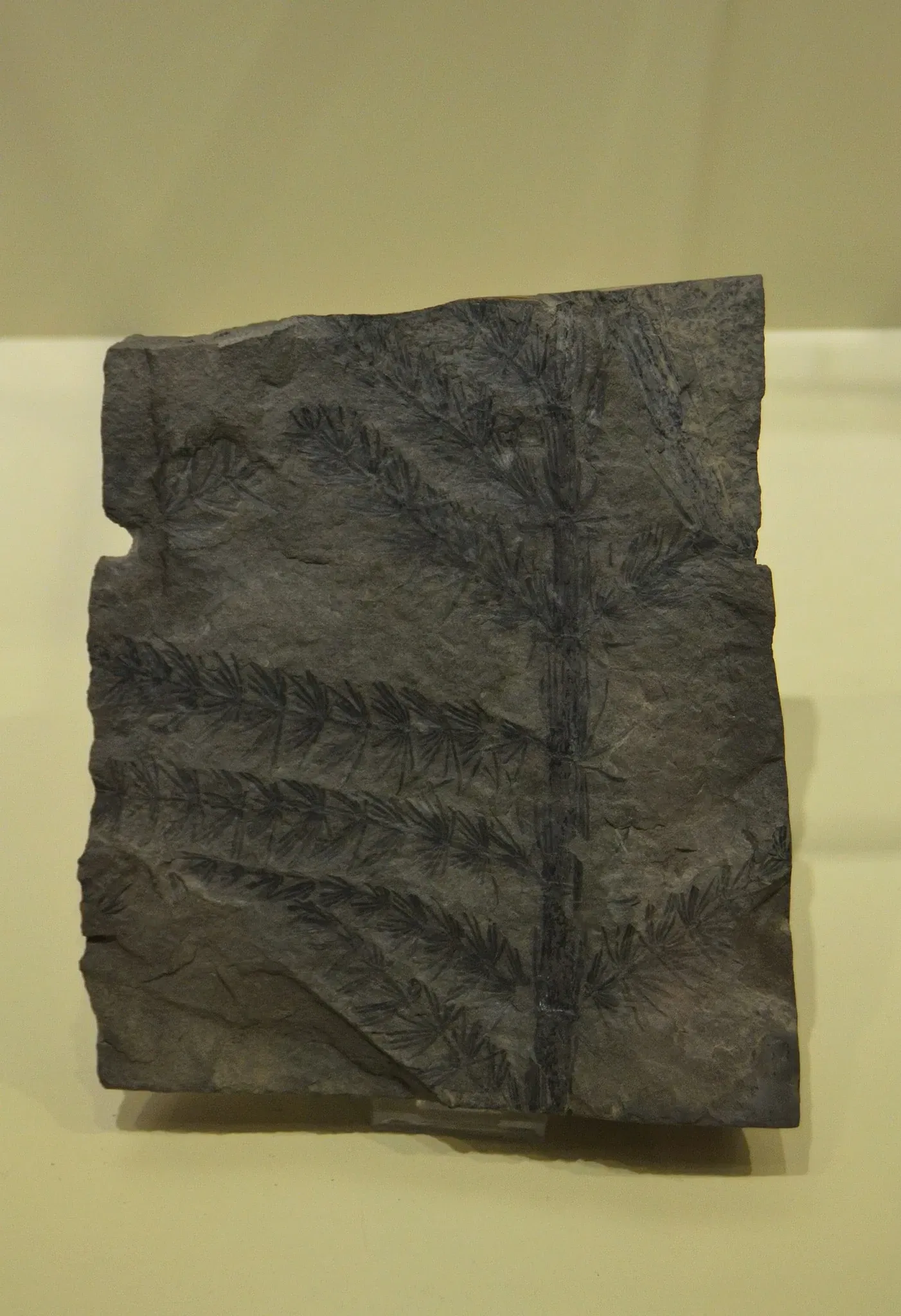 Museo Paleontológico de Elche