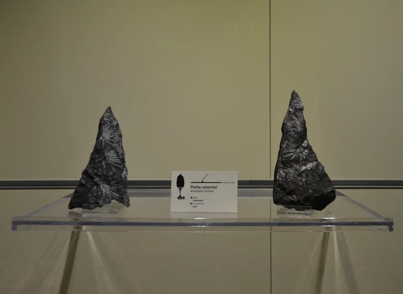 Museo Paleontológico de Elche