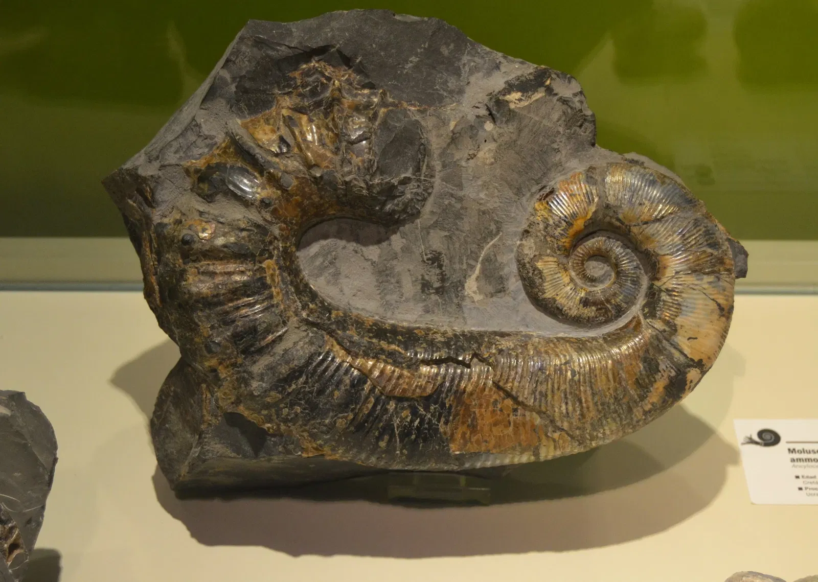 Museo Paleontológico de Elche