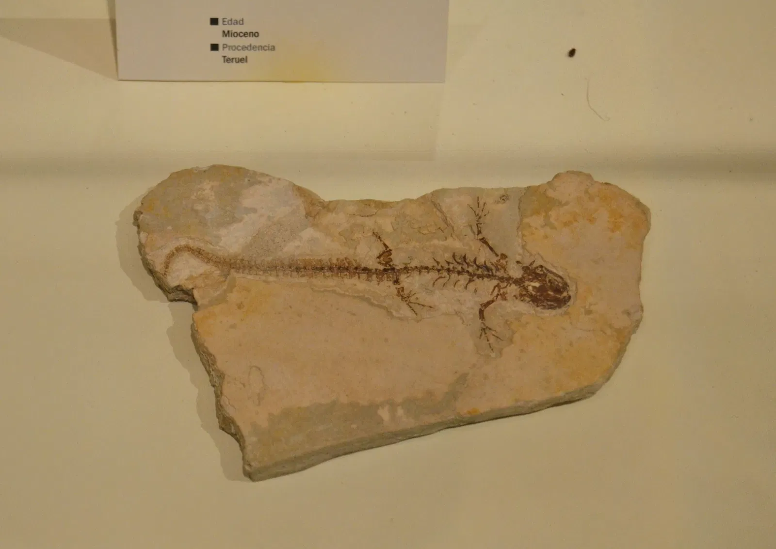 Museo Paleontológico de Elche