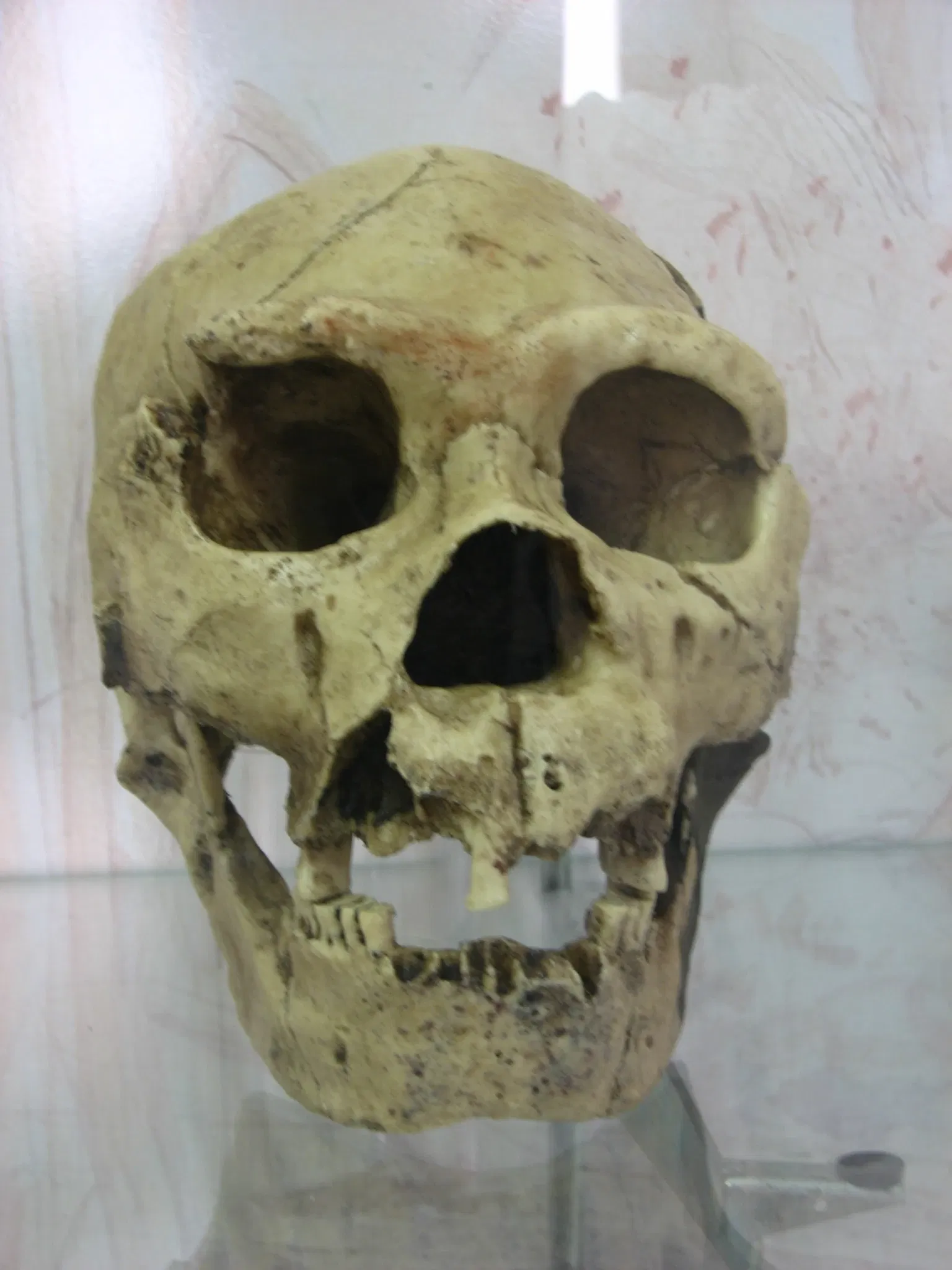 Musée d'archéologie de Catalogne (Gérone)