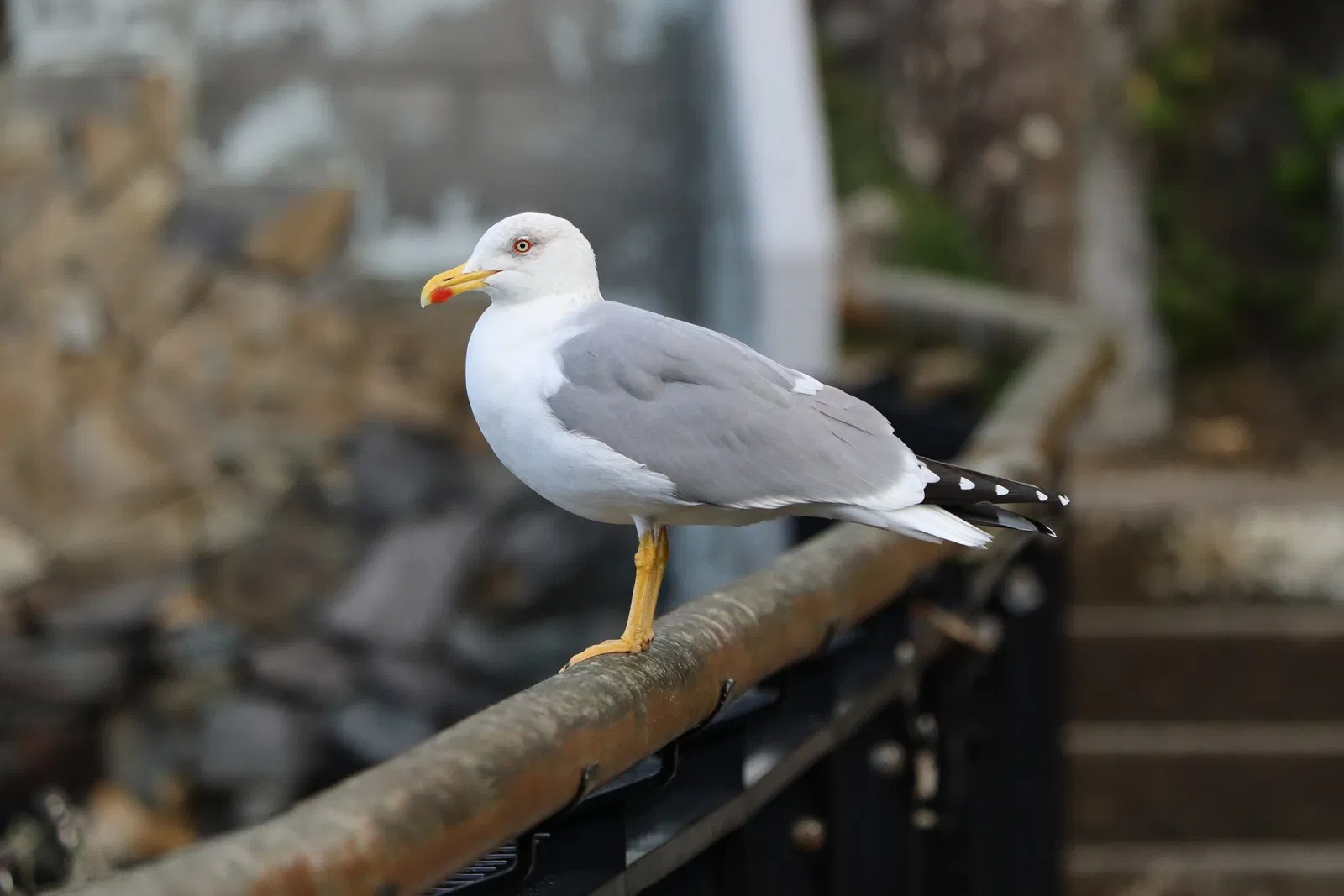 Aquarium Finisterrae