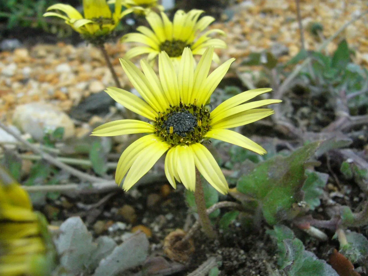 Aquarium Finisterrae