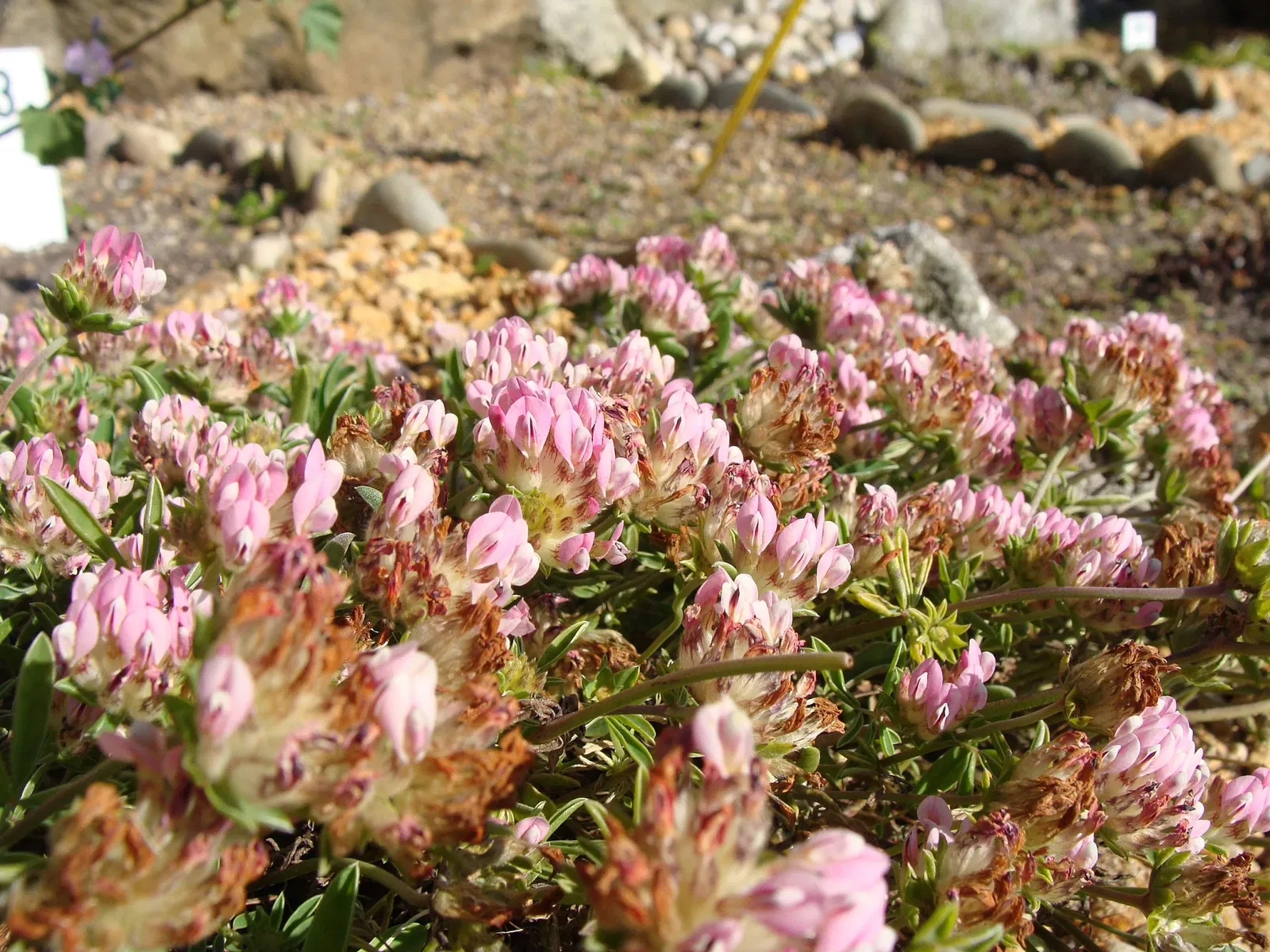 Aquarium Finisterrae