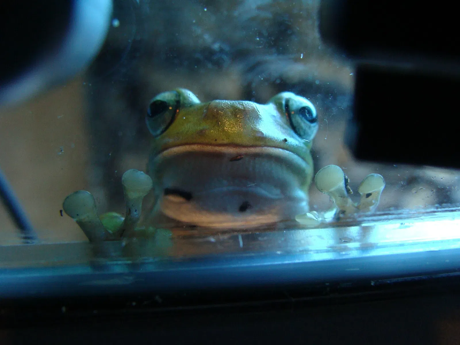 Aquarium Finisterrae