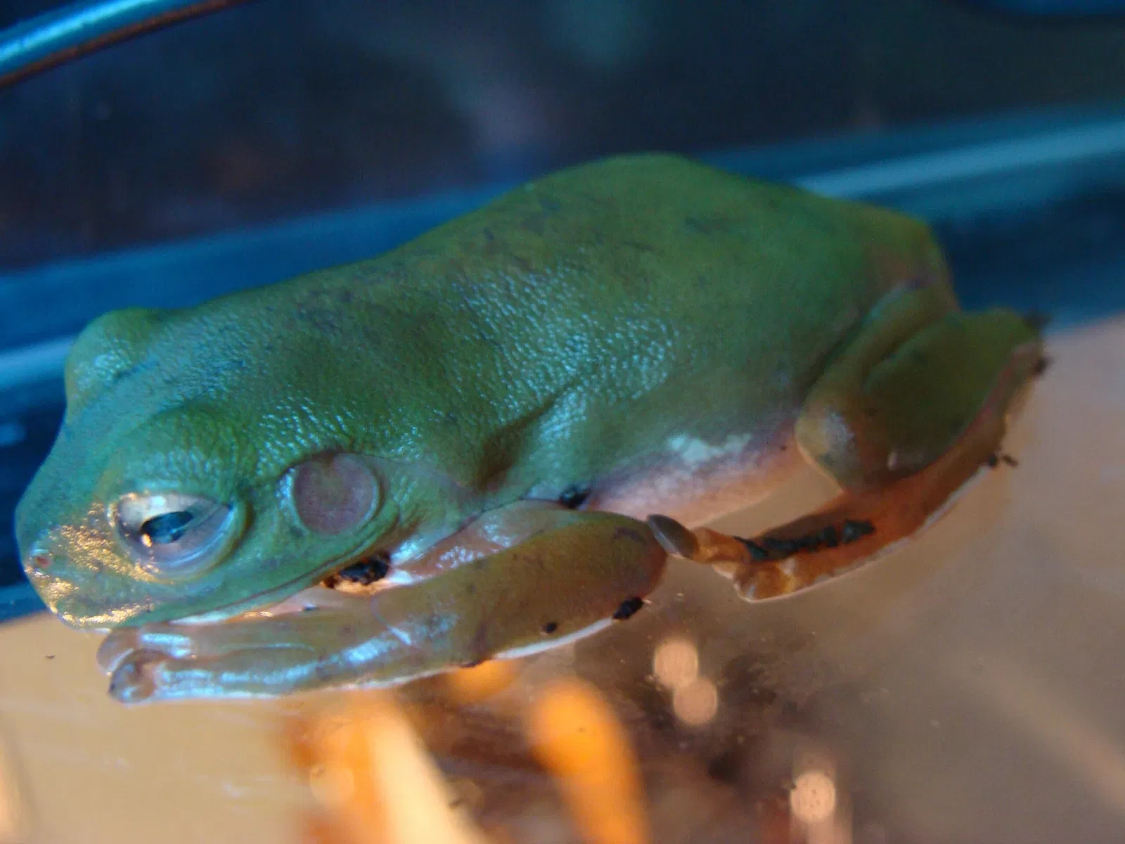 Aquarium Finisterrae