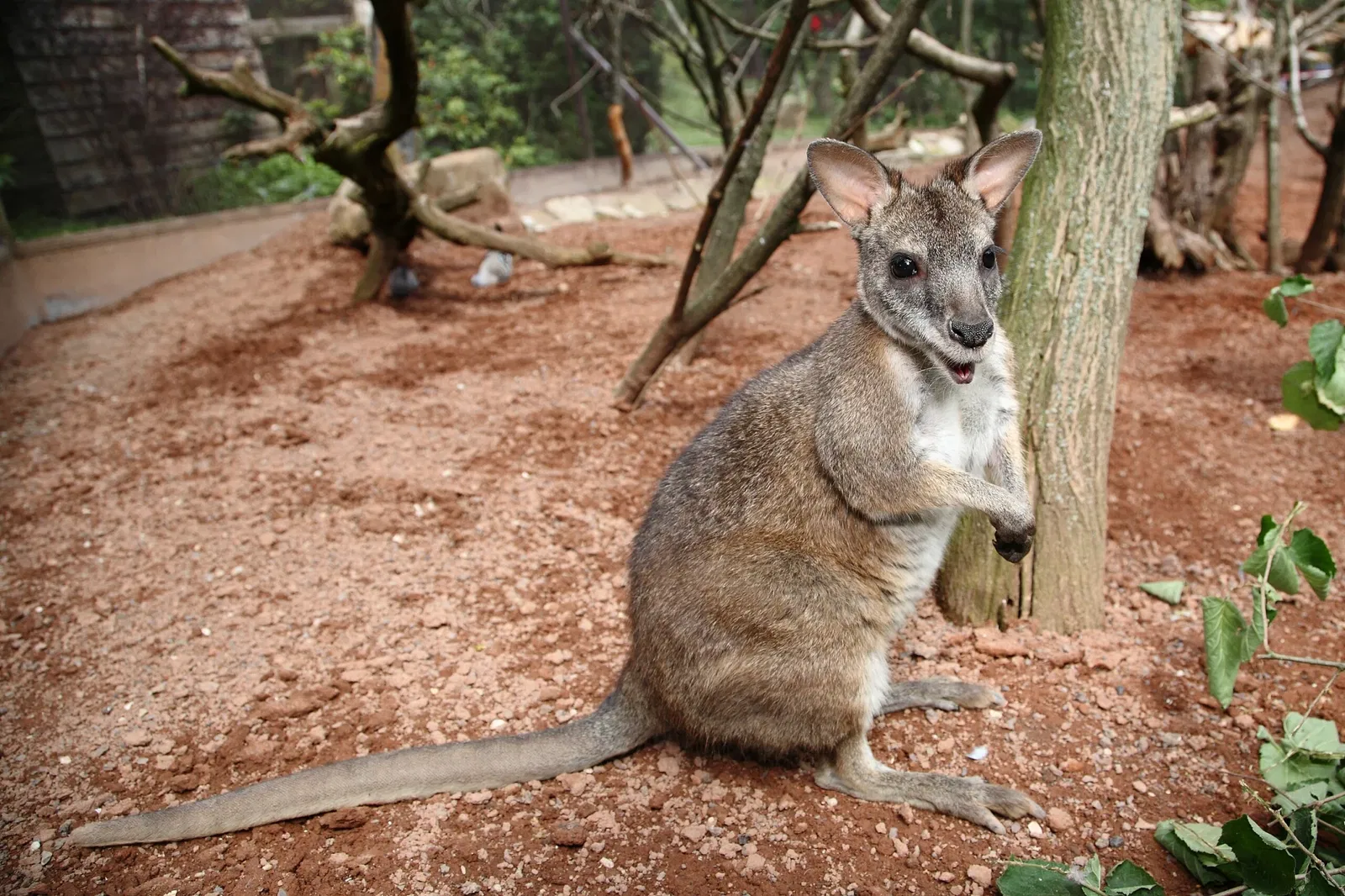 Vogelpark Heiligenkirchen
