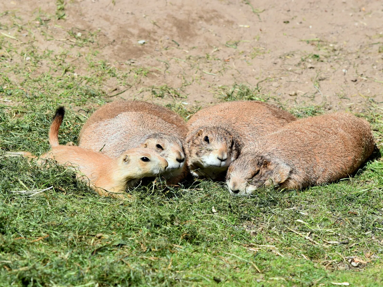 Vogelpark Heiligenkirchen