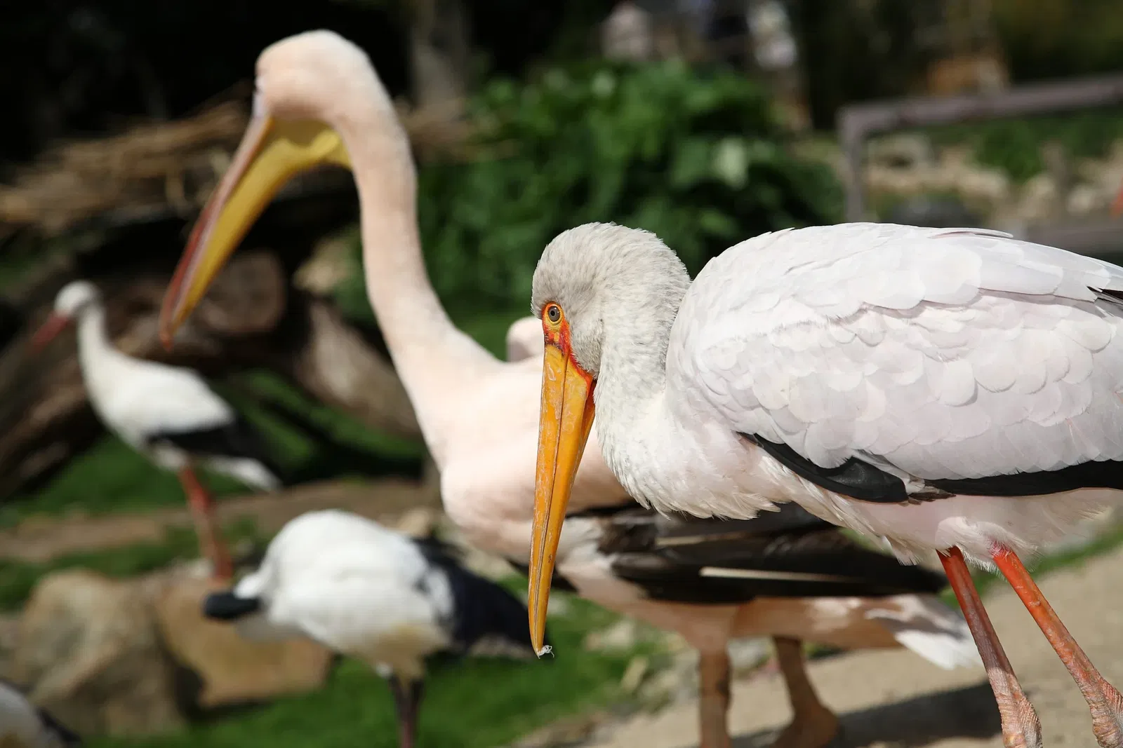 Vogelpark Heiligenkirchen