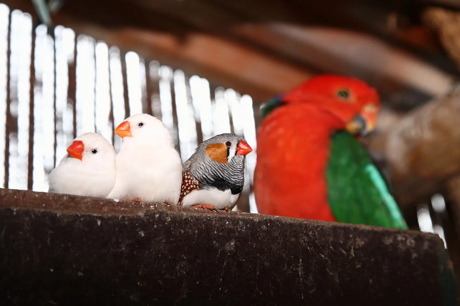 Vogelpark Heiligenkirchen