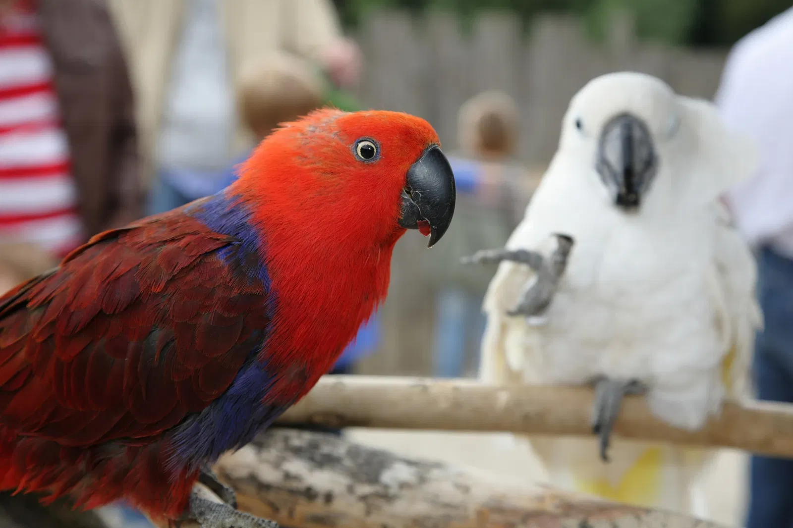 Vogelpark Heiligenkirchen
