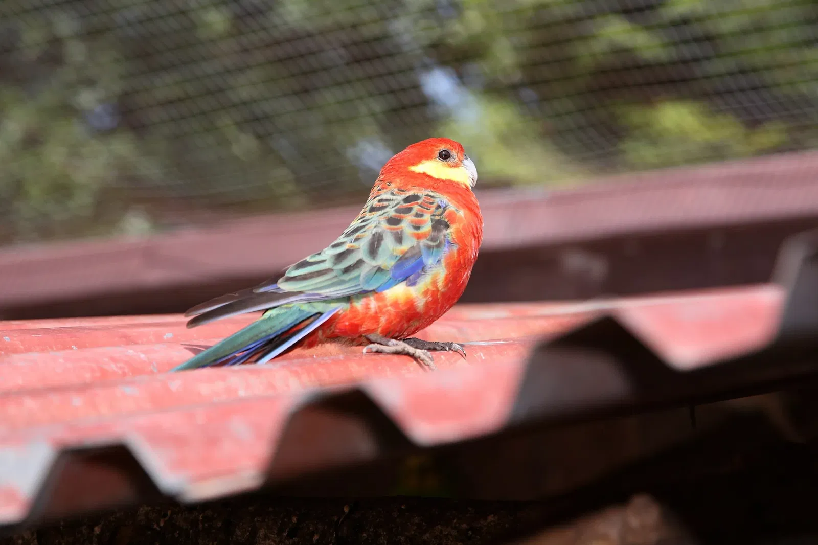 Vogelpark Heiligenkirchen
