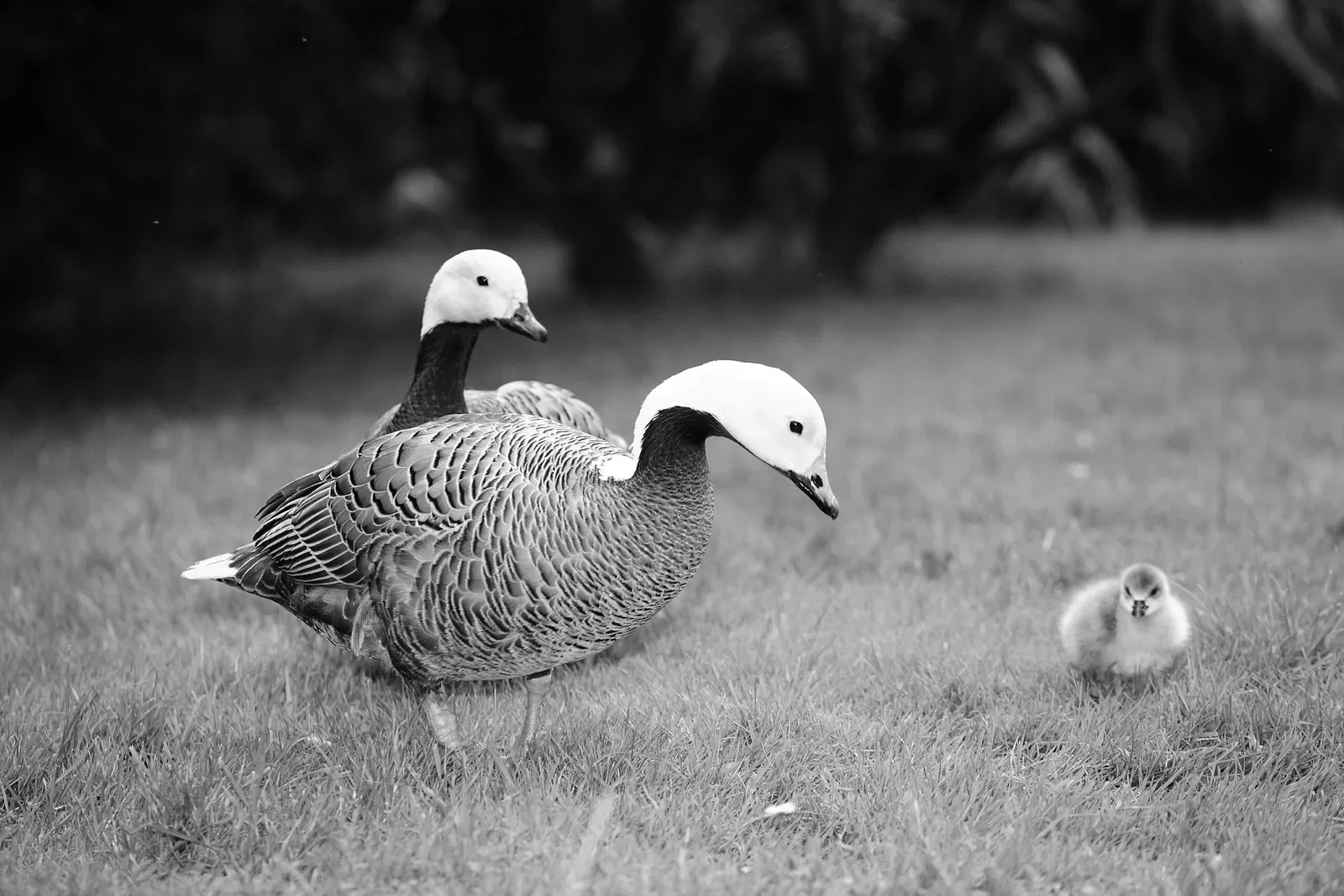 Vogelpark Heiligenkirchen