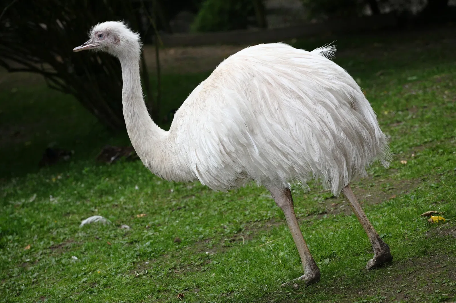 Vogelpark Heiligenkirchen