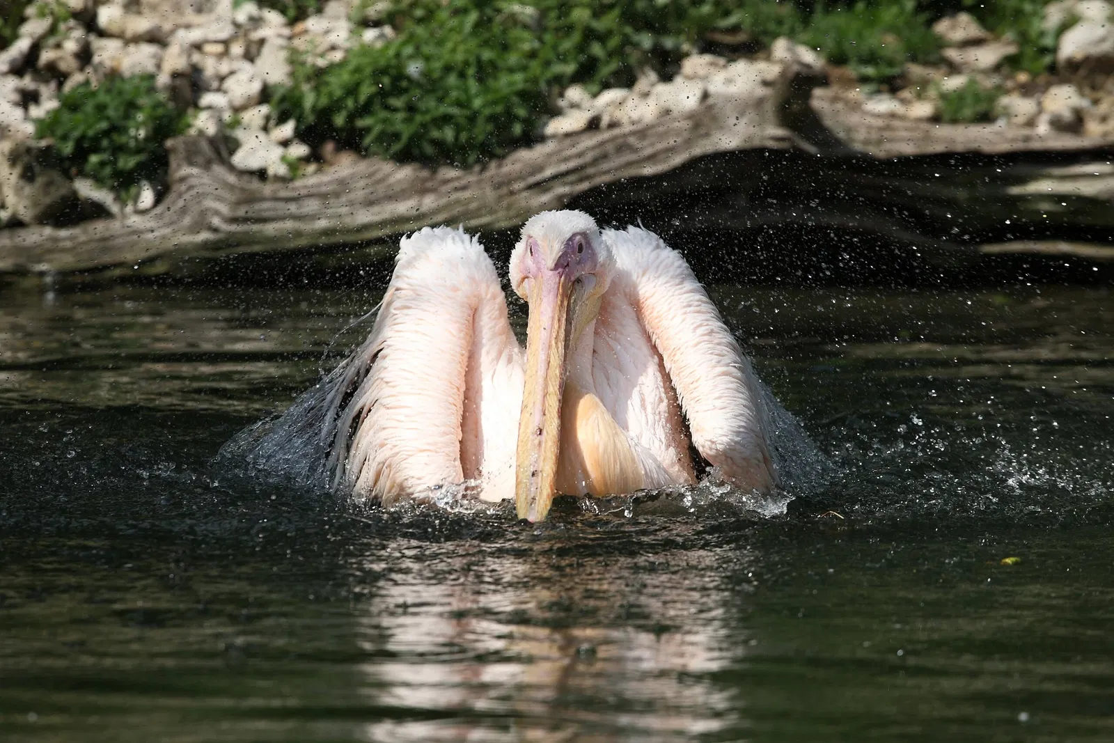 Vogelpark Heiligenkirchen