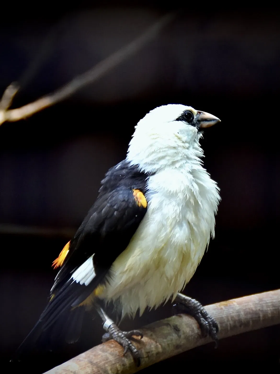 Vogelpark Heiligenkirchen