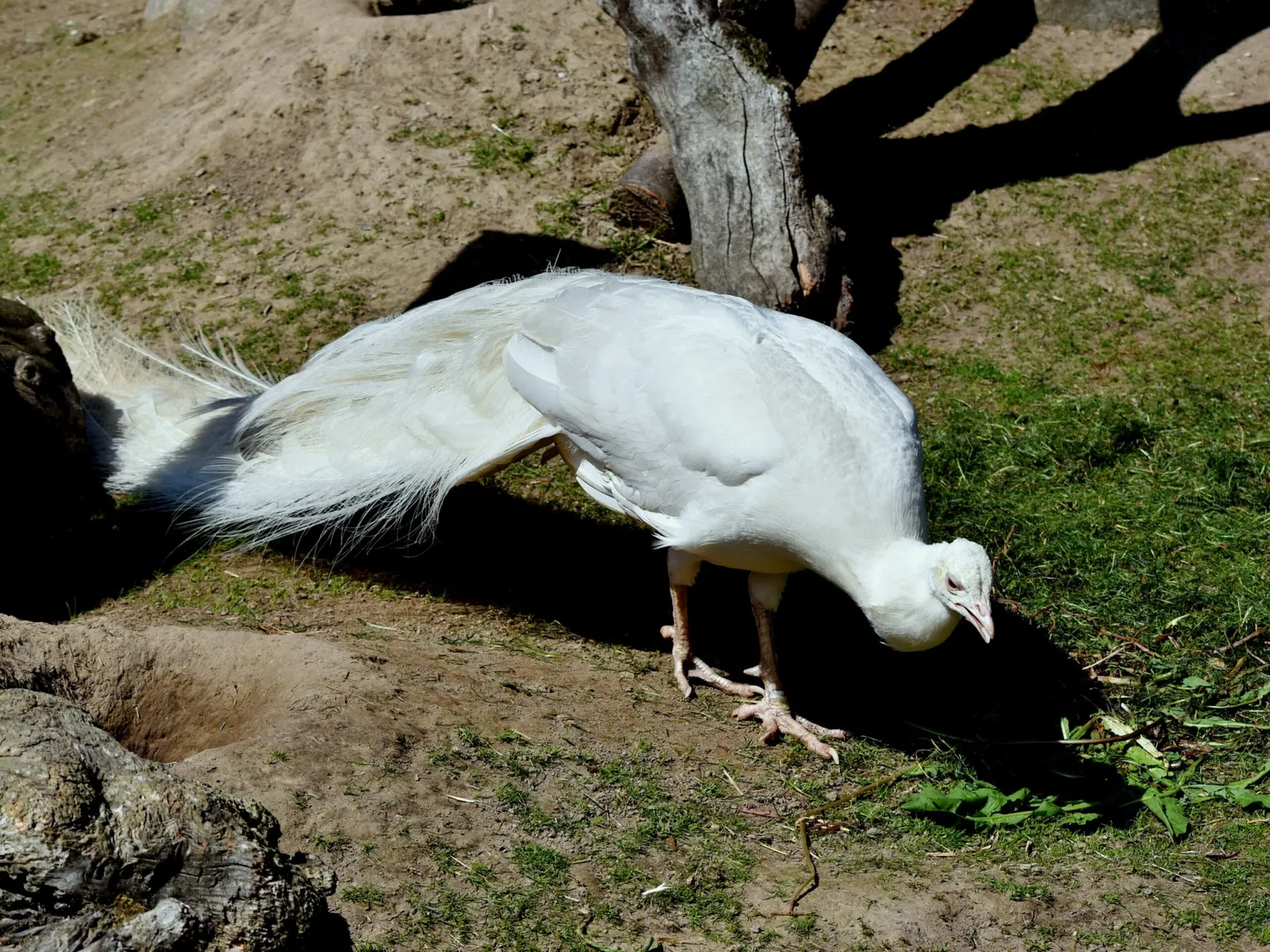 Vogelpark Heiligenkirchen