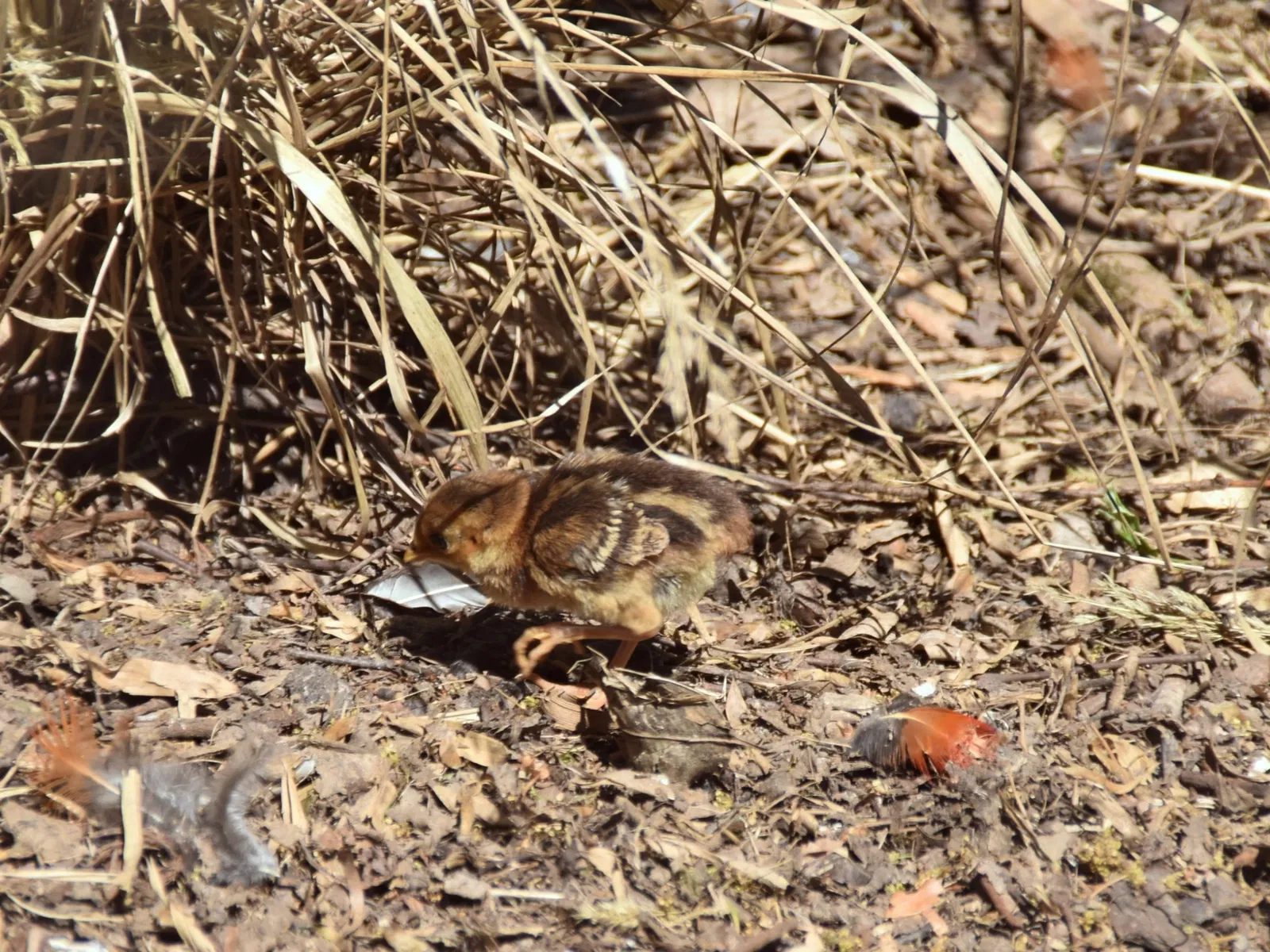Vogelpark Heiligenkirchen