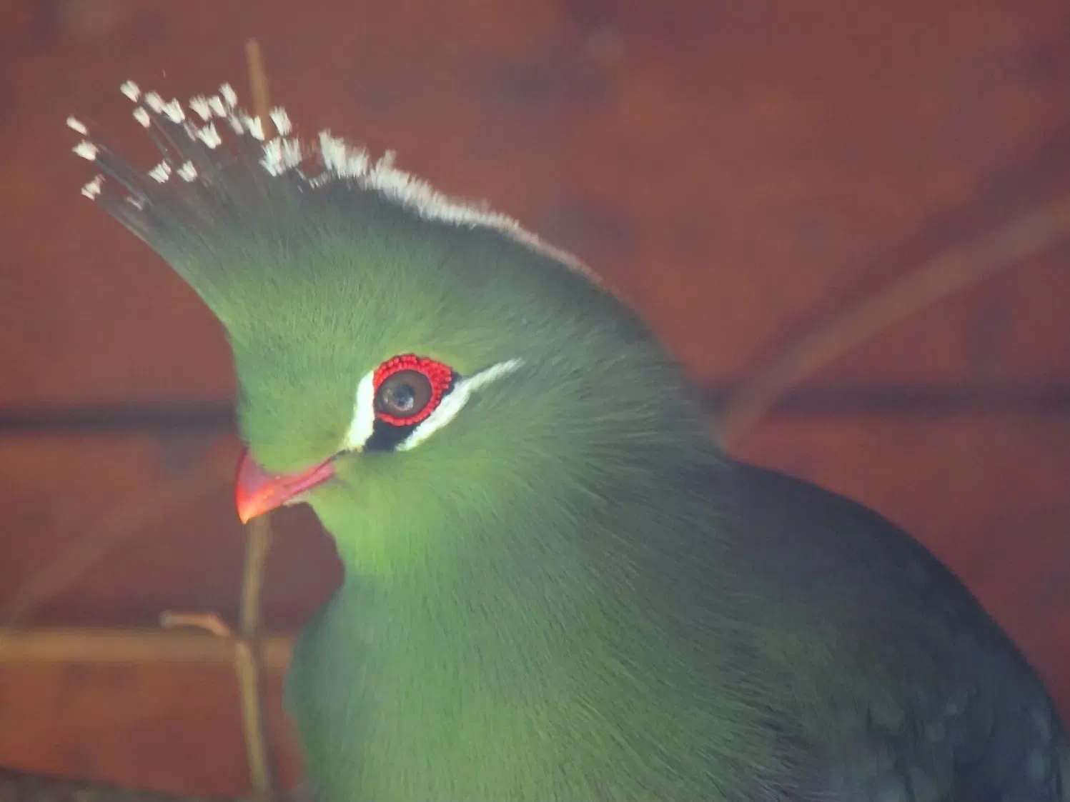 Vogelpark Heiligenkirchen