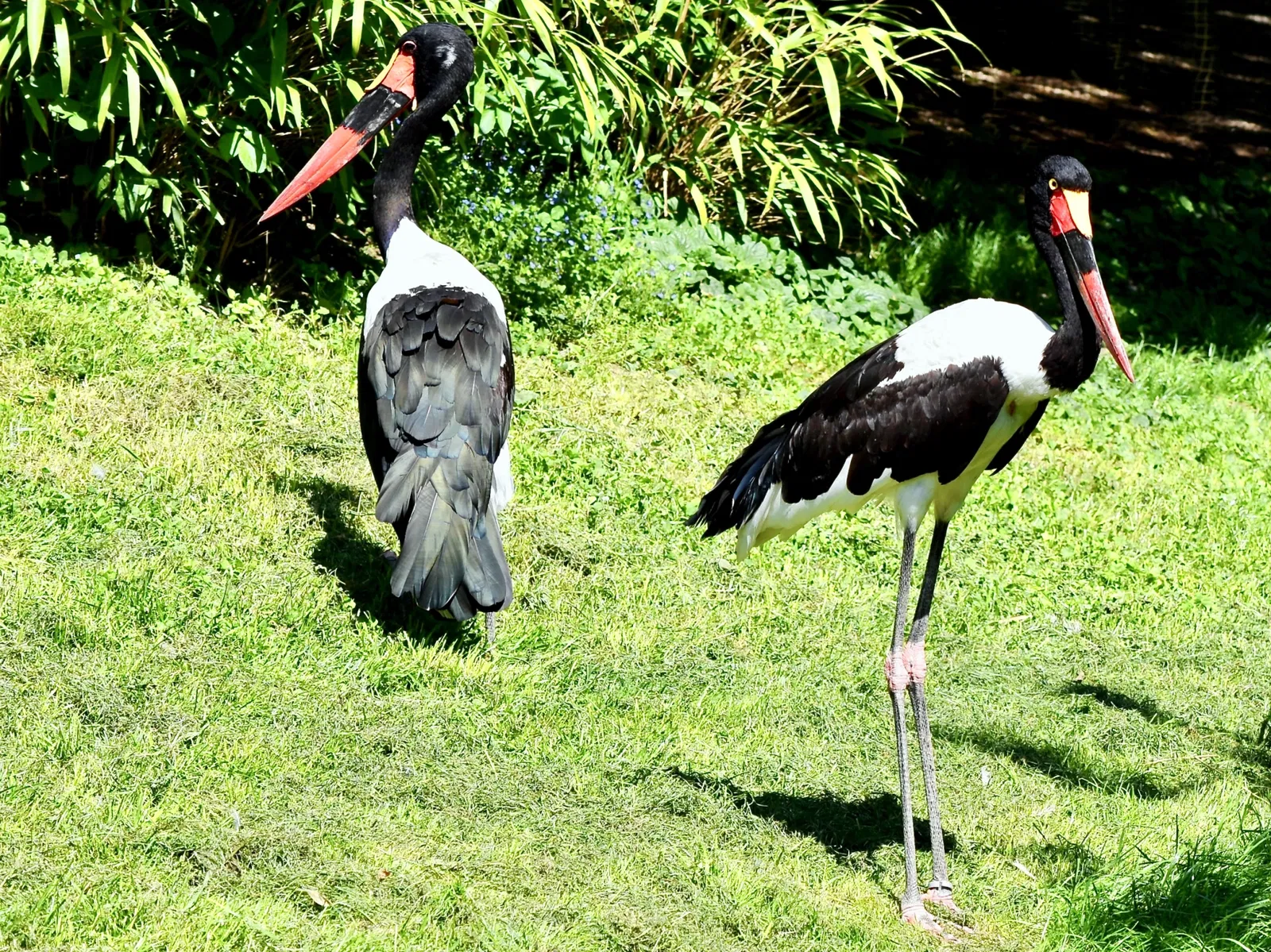 Vogelpark Heiligenkirchen