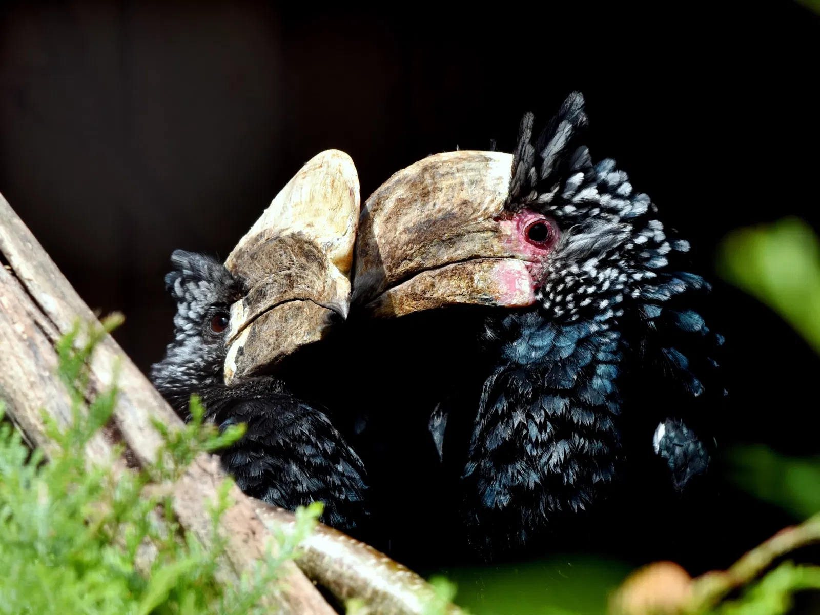 Vogelpark Heiligenkirchen
