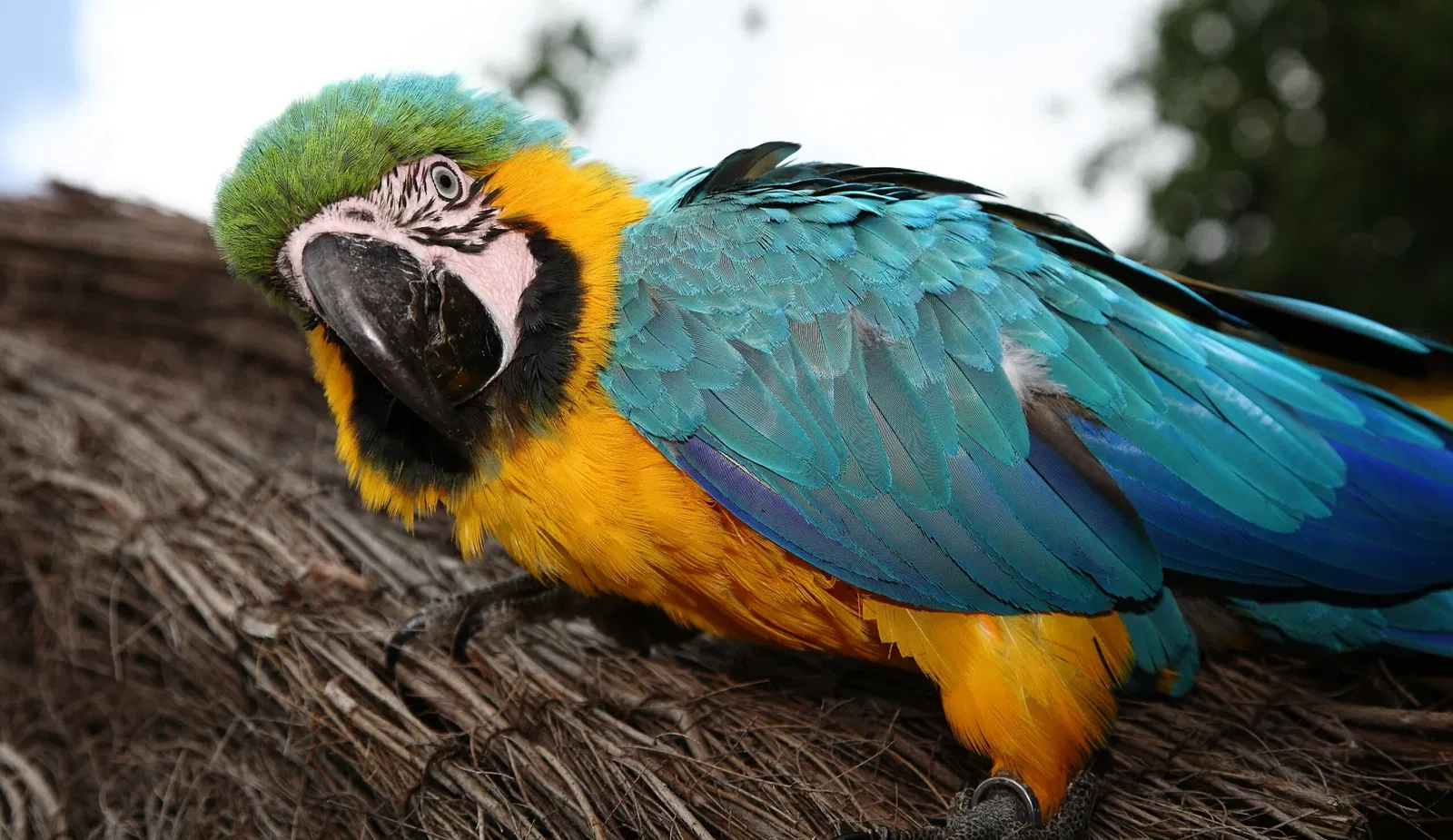 Vogelpark Heiligenkirchen