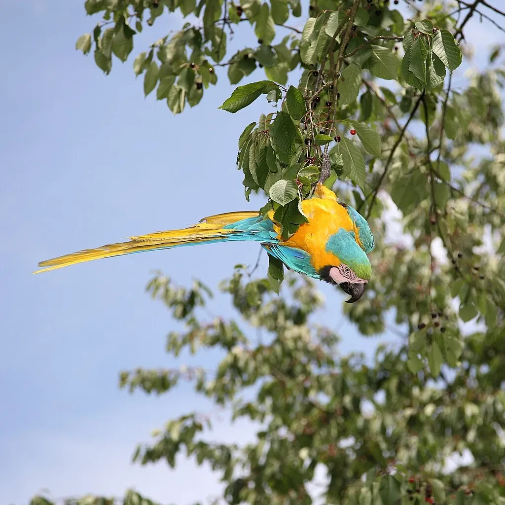 Vogelpark Heiligenkirchen