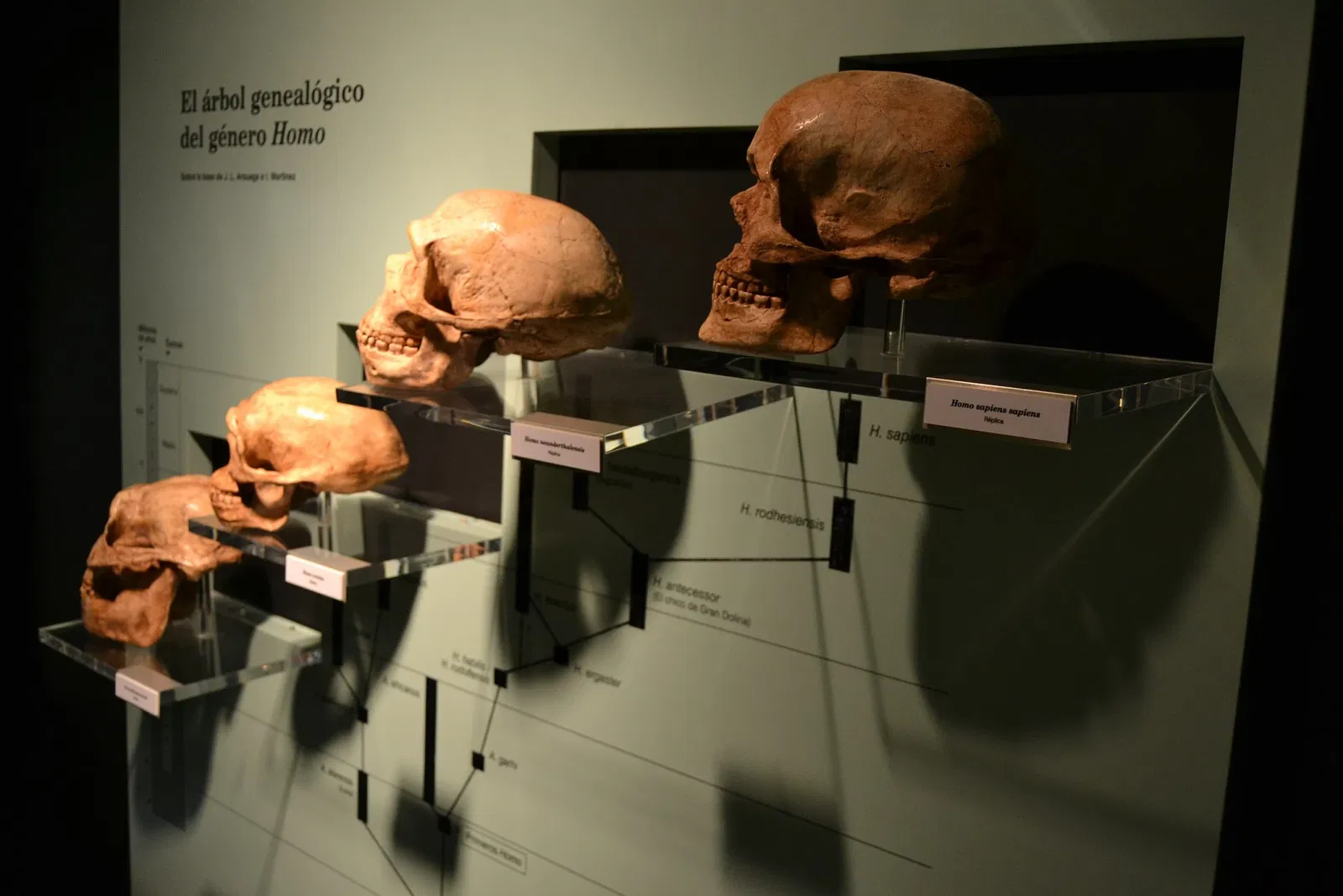 Museo Arqueológico Municipal de Jerez