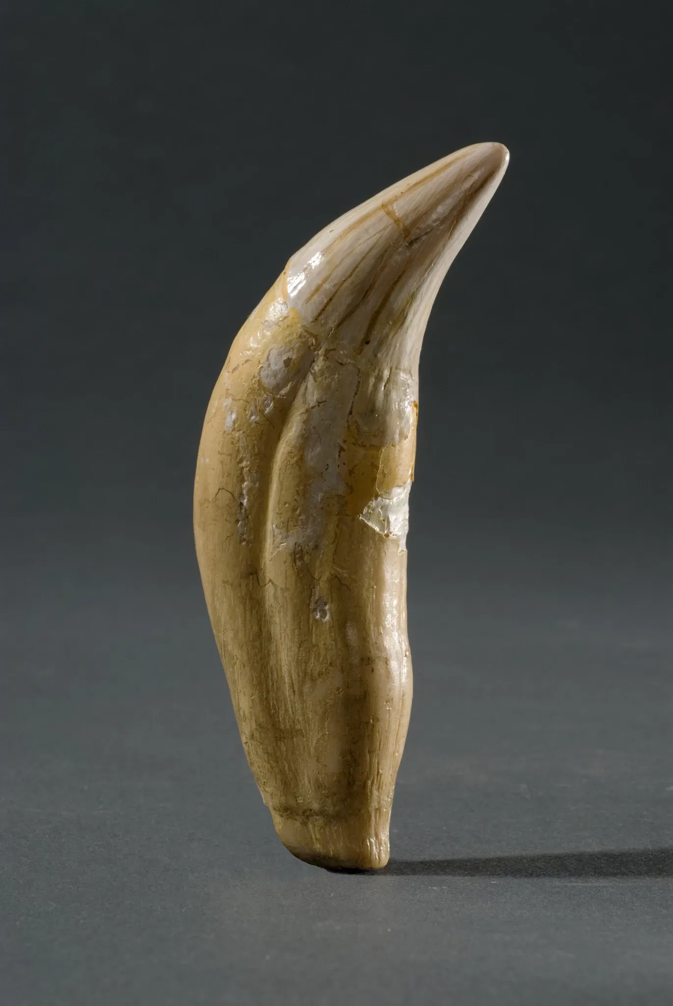 Laténium Park and Museum of Archeology