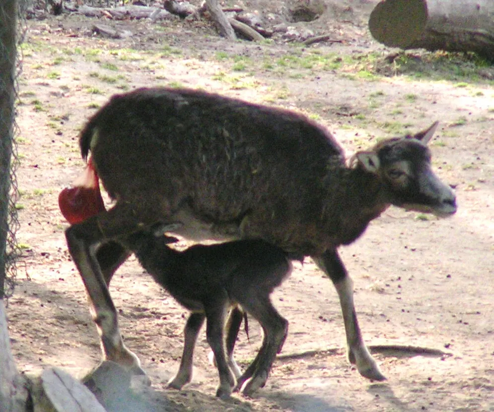 Wildpark Reuschenberg