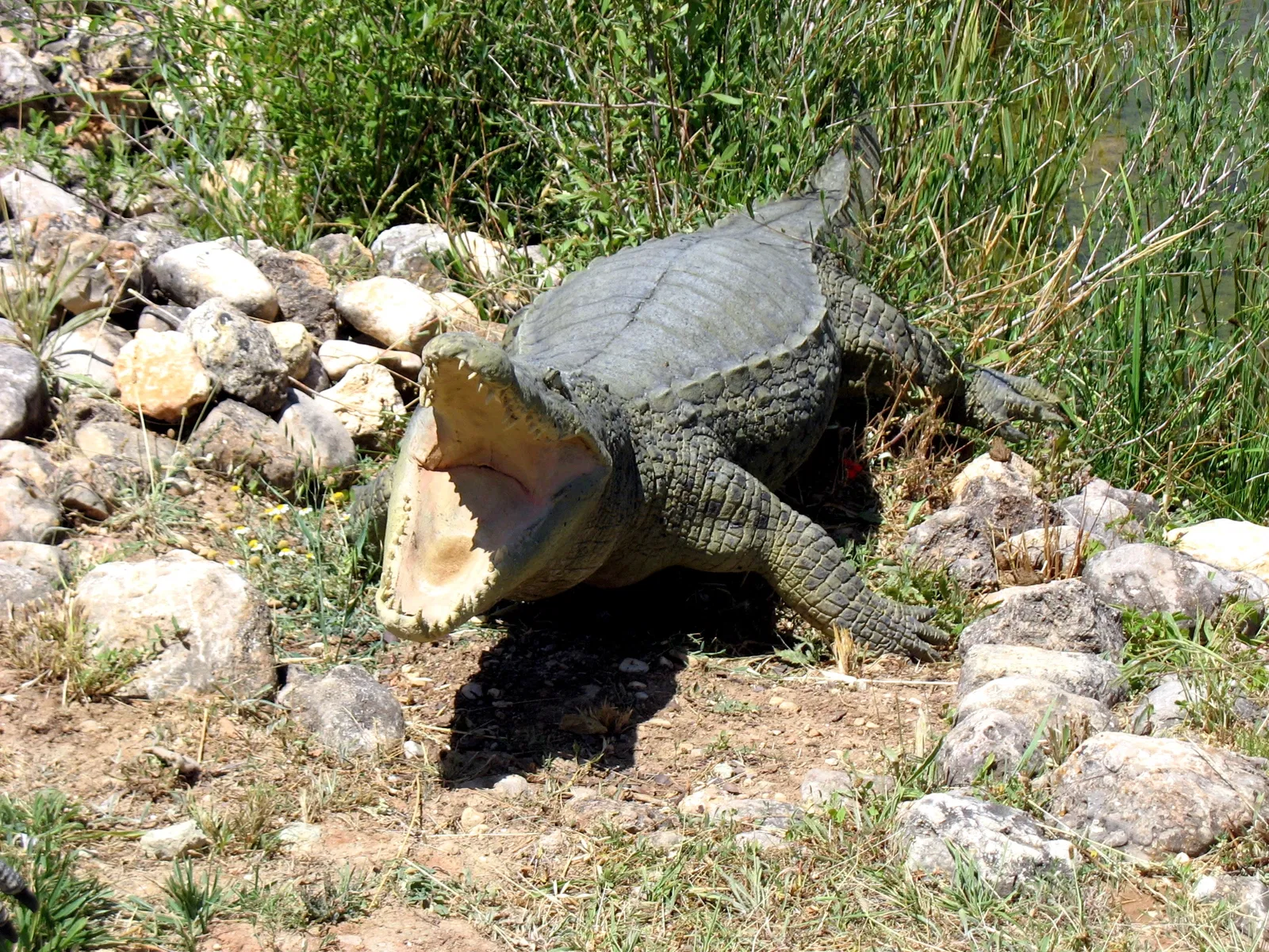 Museum of Paleontología de Castilla-La Mancha