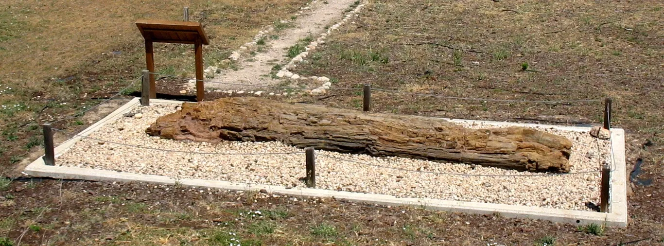 Museum of Paleontología de Castilla-La Mancha