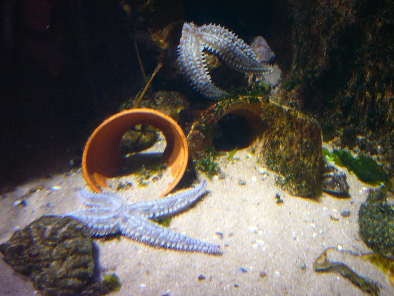 Sylt Aquarium