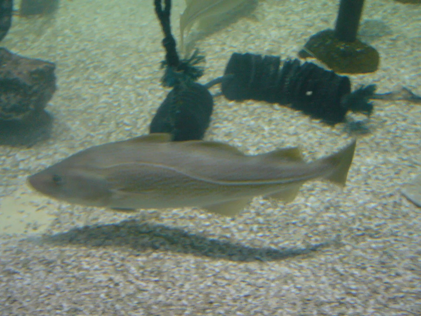 Sylt Aquarium