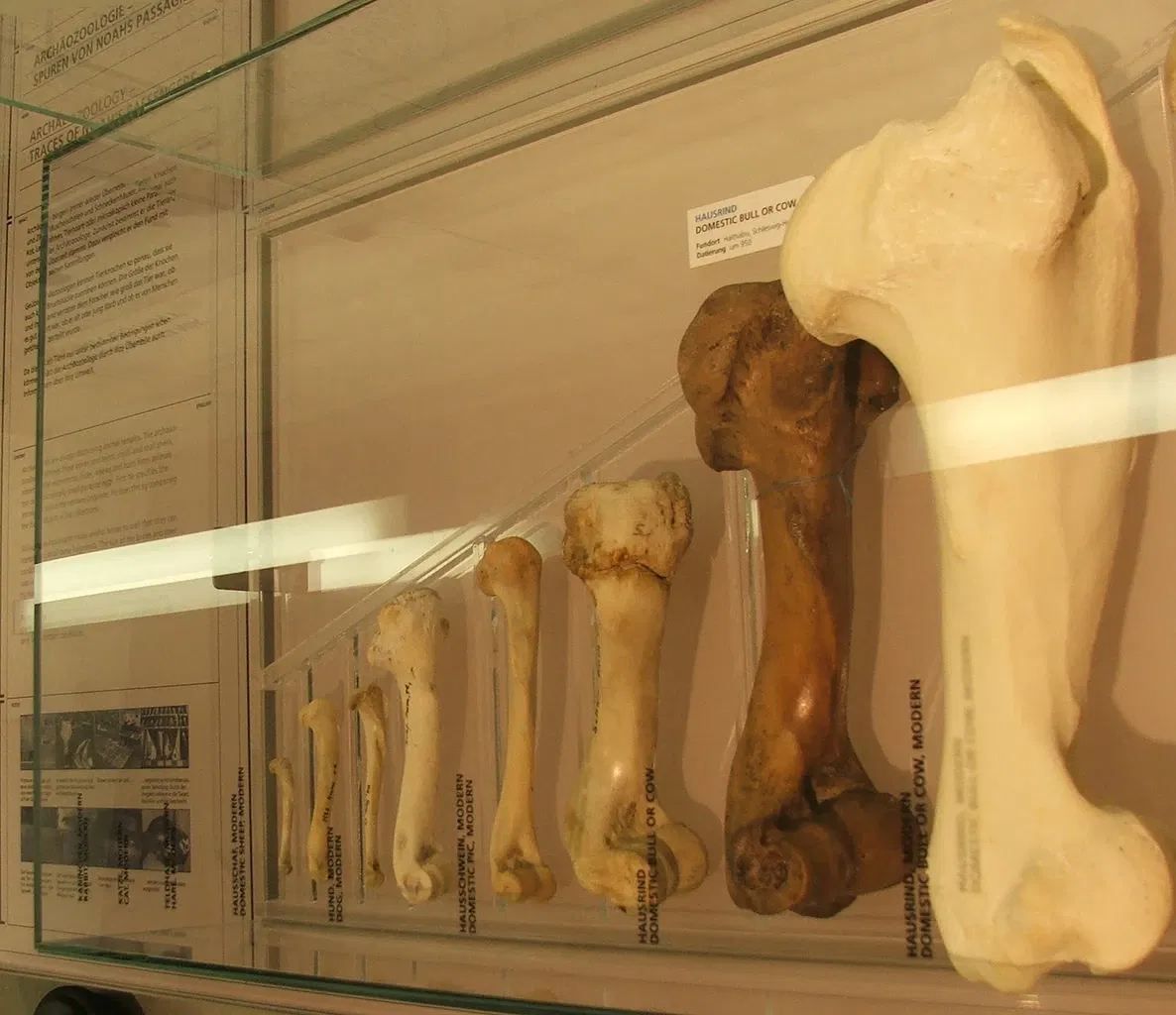 LWL Museum of Archeology