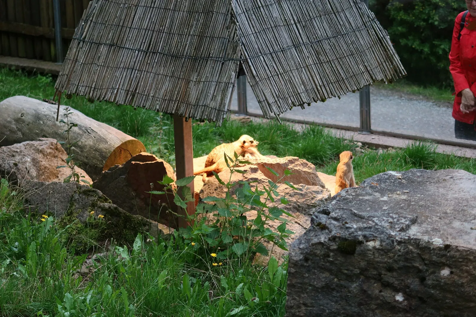 Suhl Zoo