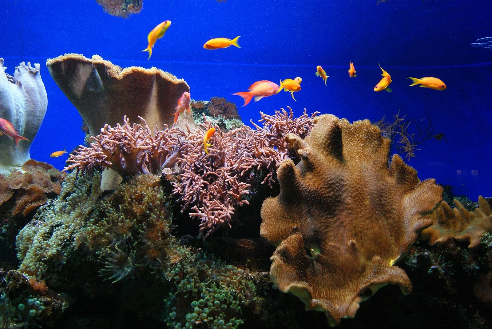 Sea Life Königswinter