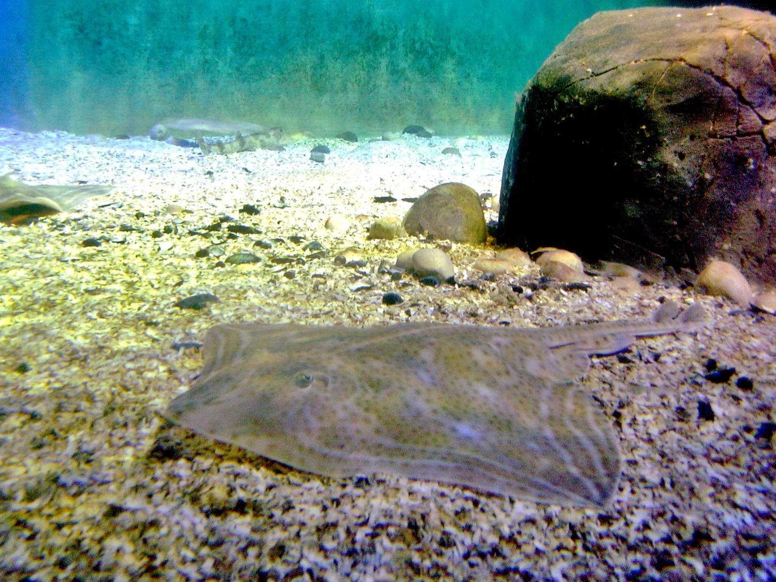 Sea Life Königswinter