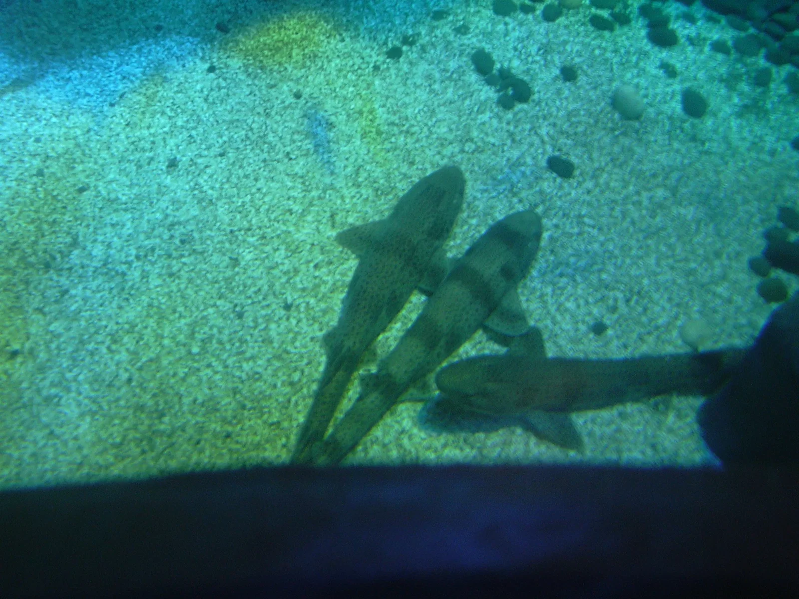 Sea Life Königswinter