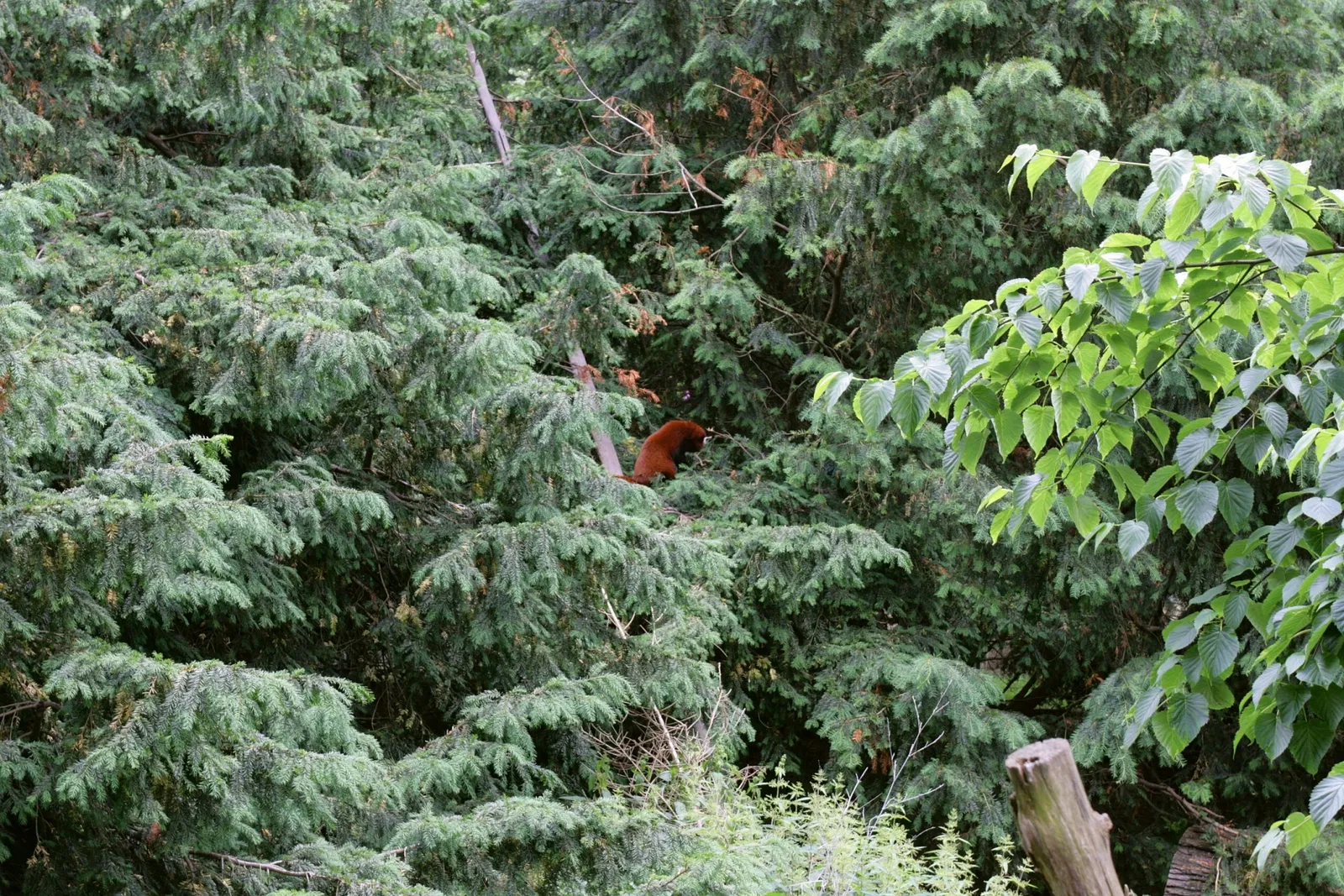 Naturschutz-Tierpark Görlitz