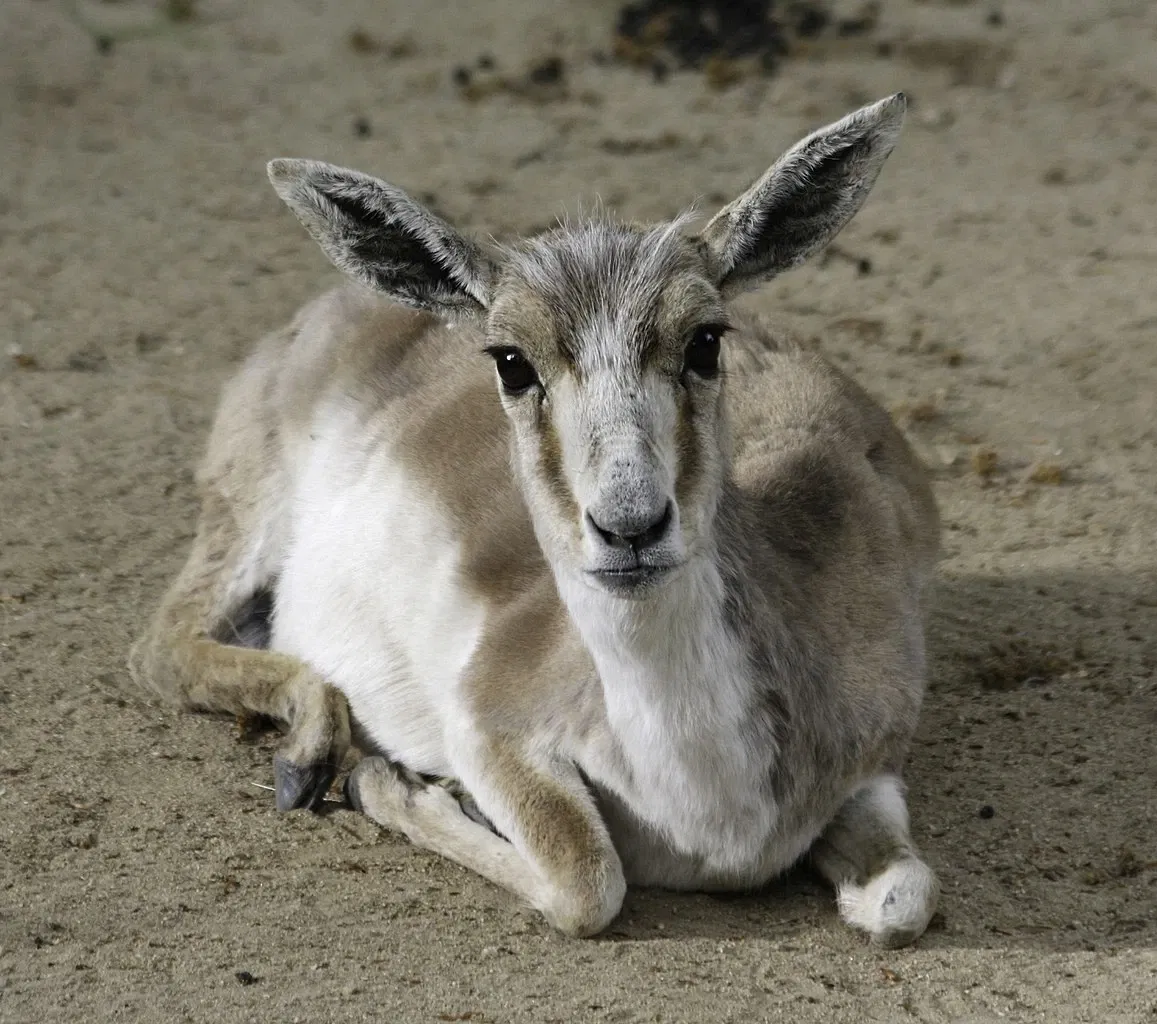 Naturschutz-Tierpark Görlitz