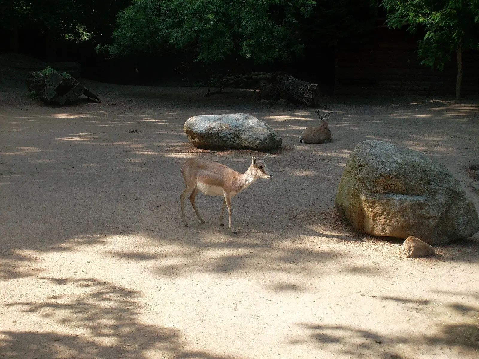 Naturschutz-Tierpark Görlitz
