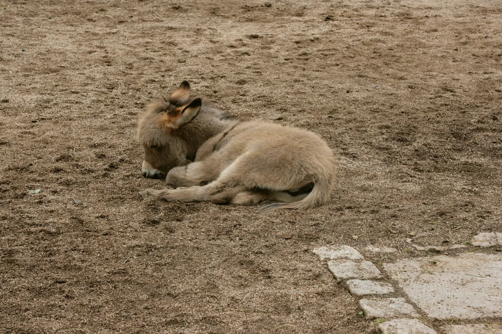 Naturschutz-Tierpark Görlitz